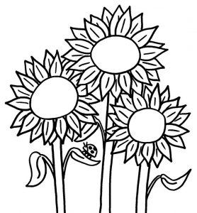 3 Sunflower coloring pages