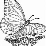 Blue Morpho Butterfly Coloring Pages