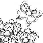 Flying Butterfly Coloring Pages