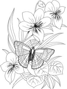 Lily flowers and Butterfly Coloring Pages