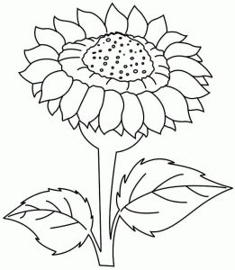 Realistic Sunflower coloring pages