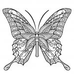 Spicebrush Swallowtails Butterfly Coloring Pages