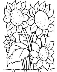 Sunflower coloring pages for Adults