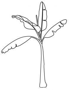 Banana Tree Coloring Pages