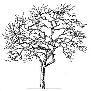 Black and WhiteTree Coloring Pages